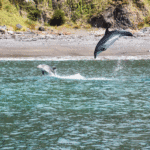 02 _bay of islands dolphins