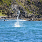 03_bay of islands dolphins