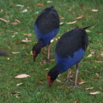 Neuseeland