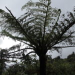 Neuseeland 2014: Coromandel Forest Park